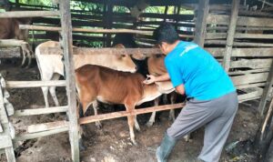 Ⓒ Hak cipta foto di atas dikembalikan sesungguhnya kepada pemilik foto